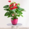 Planta de Anthurium