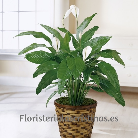 Planta Spathiphyllum