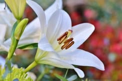 Envío de Flores urgentes