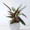 Planta Kalathea para Floristería Las Cristinas
